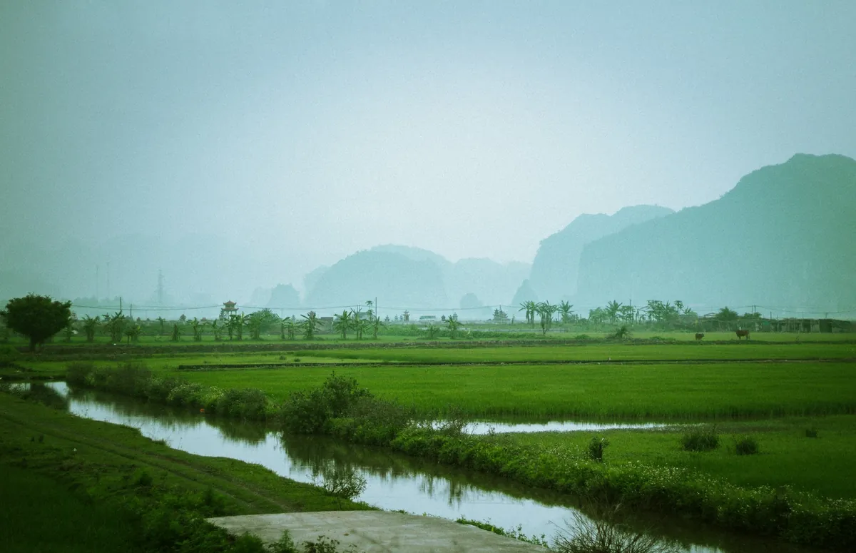 Green rice fields, water channels and distant limestone hills in Ninh Binh